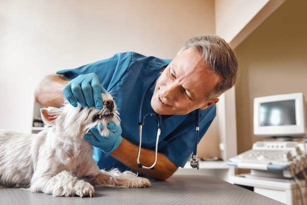 Best Emergency Treatment for Toothache in Blacksburg, SC